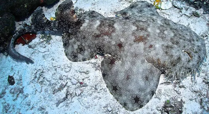 Raja Ampat: L'Avventura Sottomarina di un Nuovo Paradiso Marino
