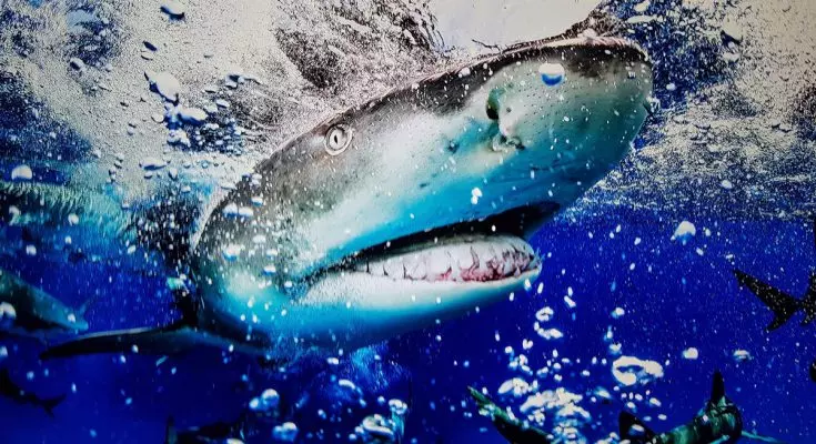 Giganti delle Maldive: L'Incontro tra Maestosità e Potenza Sottomarina