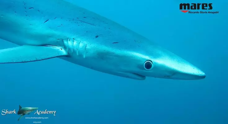 Avventura Subacquea Estrema: Shark Week 2026 in Sud Africa