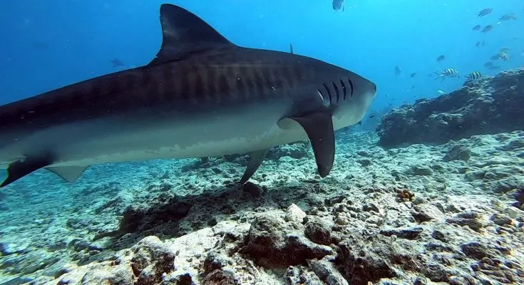Comportamenti Sociali delle Femmine di Squalo Tigre a Fuvahmulah: Uno Studio Approfondito