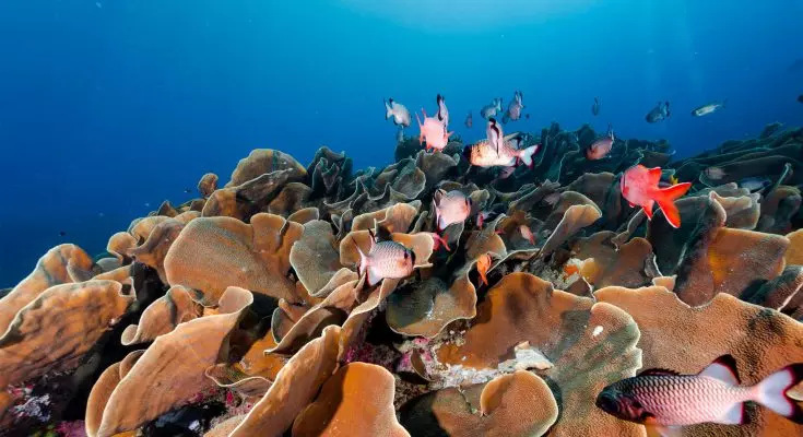 Esplorazione Sottomarina di Palau: Un Viaggio Tra Storia e Biodiversità Marina