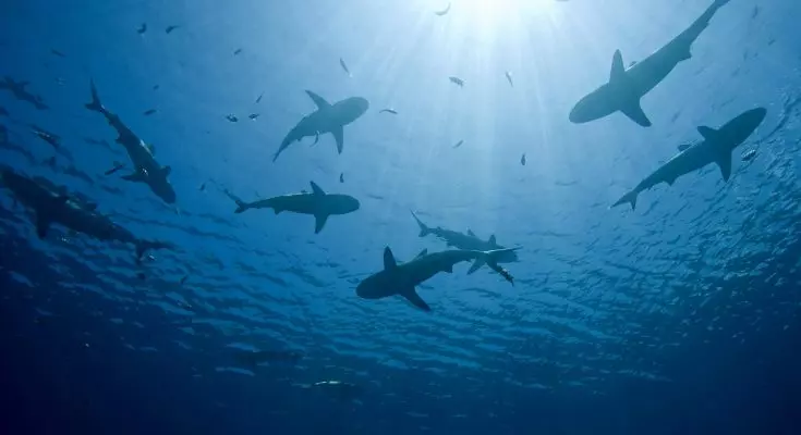 Commercio di Squali: Le Misure CITES Sono Insufficienti Contro la Pesca Eccessiva?