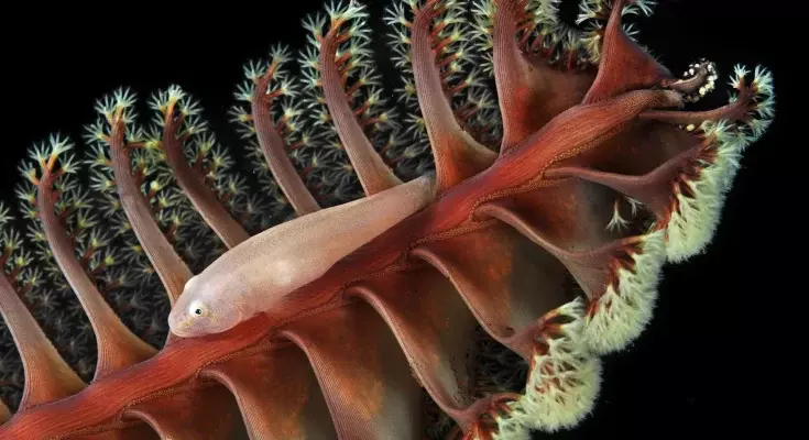 Il Mondo Sott'acqua dei Ghiozzi: Adattamenti e Fotografia Macro