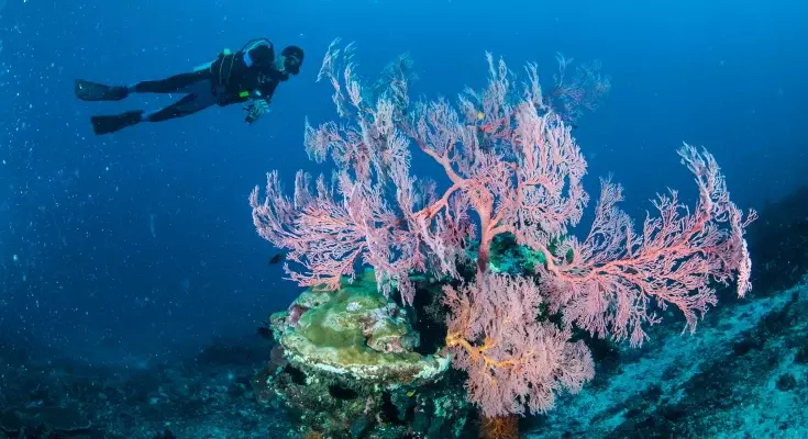 L'immersione e la biodiversità marina: un equilibrio delicato tra interazione e conservazione