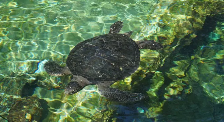 Ricerca Innovativa: Le Tartarughe Marine di Kemp e l'Impatto del Rumore Sottomarino