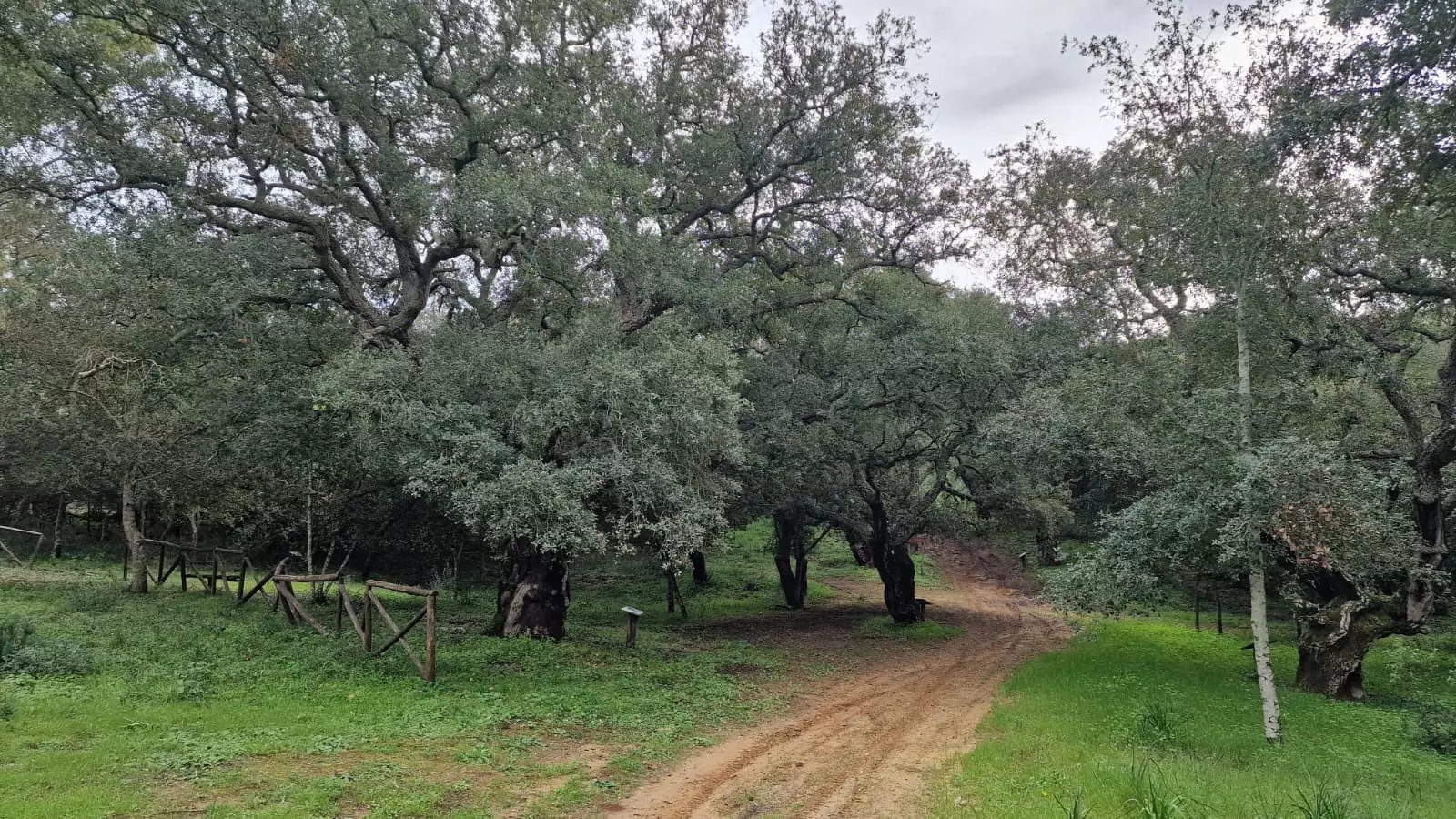 Esplorazione del Bosco di Santo Pietro: Un'Immersione nella Natura Siciliana tra Monitoraggio e Fototrappolaggio