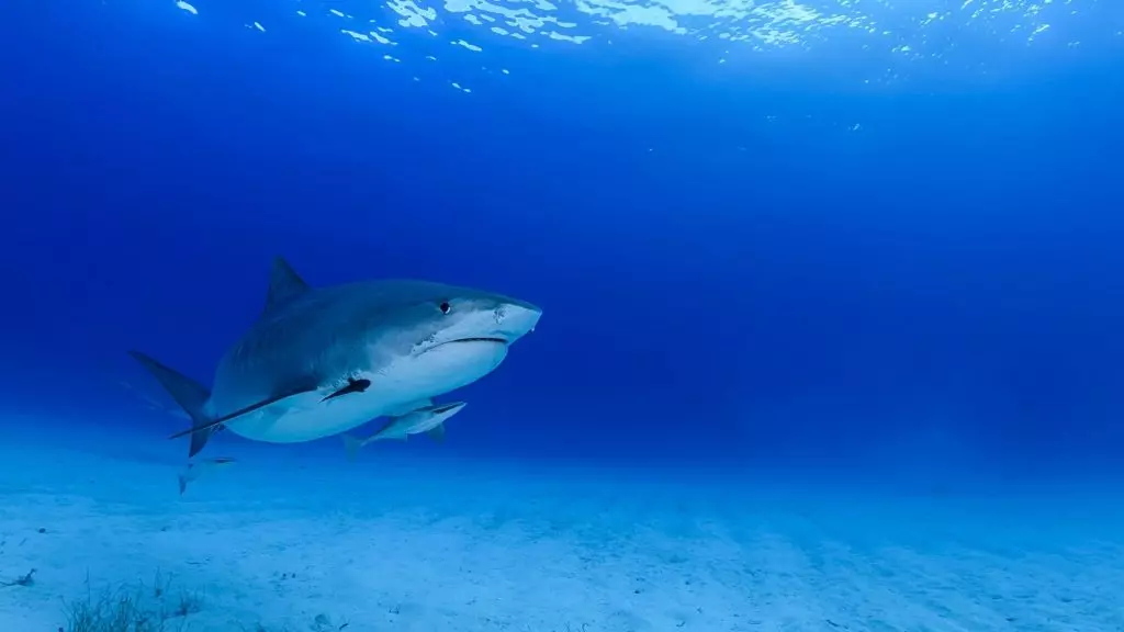 Squalo Tigre Morde il Fondatore di Backscatter Underwater Video & Photo alle Isole Cayman
