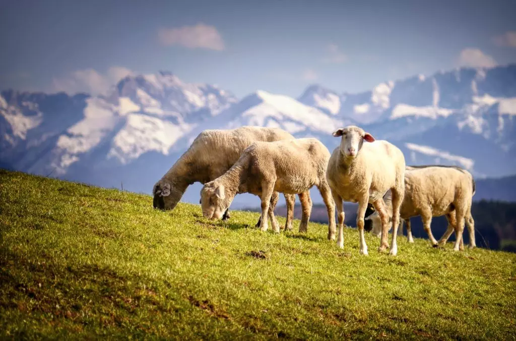 Alpi: tra Pratiche Virtuose e Criticità Ambientali – Il Dossier Legambiente 2026