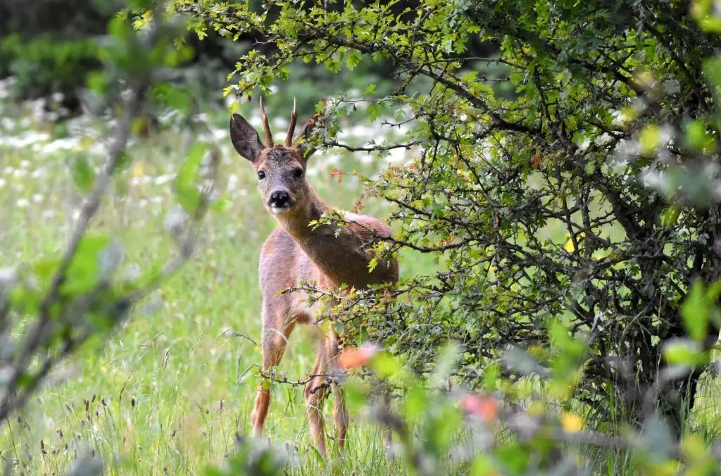 Cervi e caprioli "ubriachi" sulle strade francesi: il curioso fenomeno dell'etanolo naturale