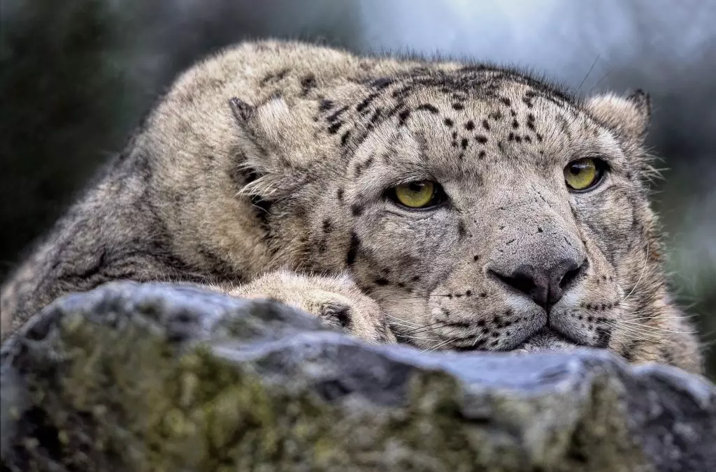 Biodiversità Montana: Un Viaggio Cinematografico tra Leopardi, Lupi e Orsi
