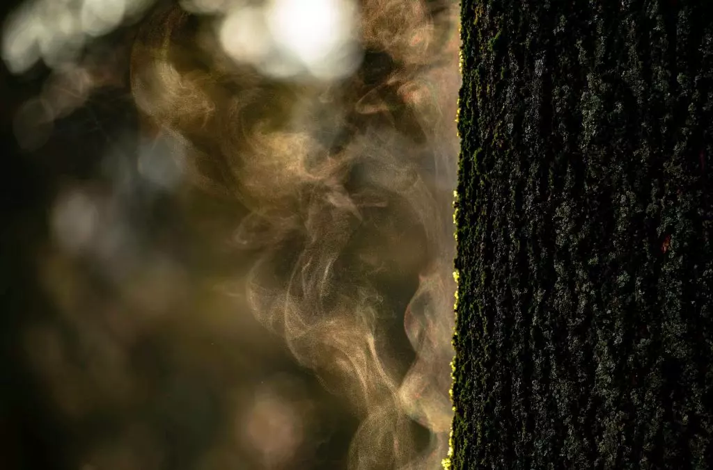La Crosta Arboricola: Un Contributo Silente alla Lotta contro il Surriscaldamento Globale