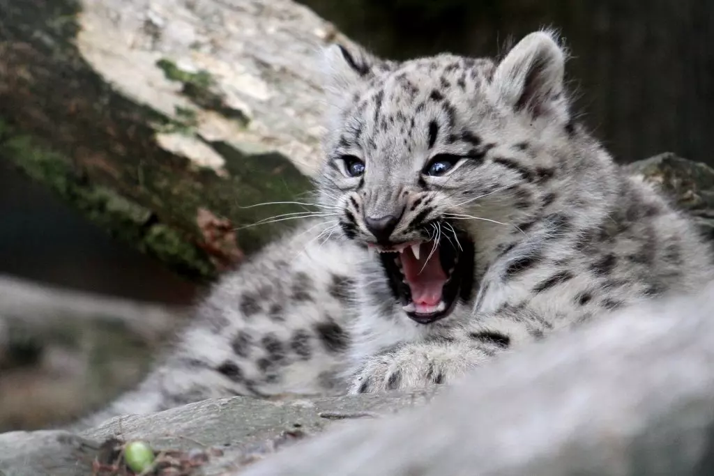 Rinascita del leopardo delle nevi: un cucciolo avvistato sui monti Helan