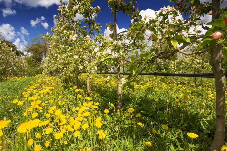 Trentino in Fiore: Cinque Itinerari Imperdibili nella Primavera Alpina