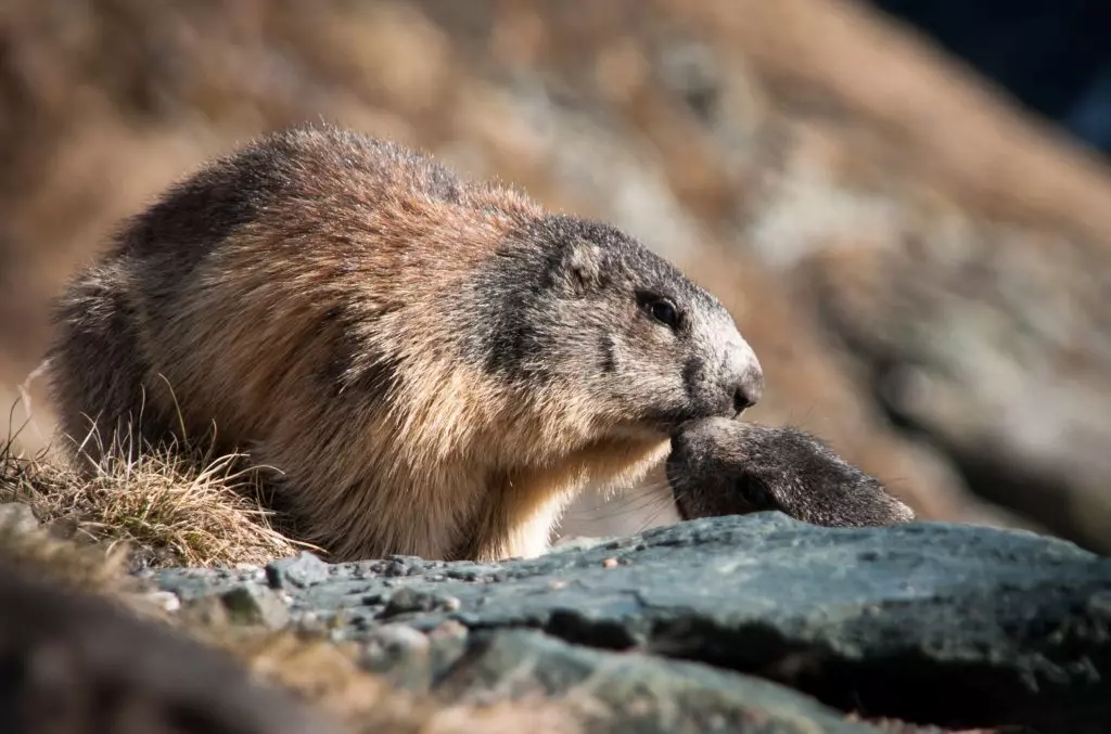 Il controverso trasferimento delle marmotte a Livigno: tra esigenze umane e benessere animale