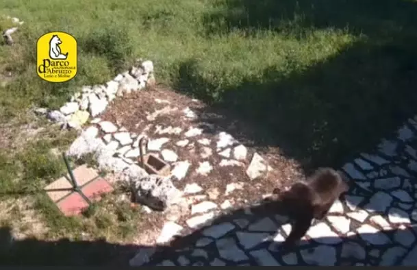 Orso Libero: Trionfo della Natura e Cooperazione nel PNALM