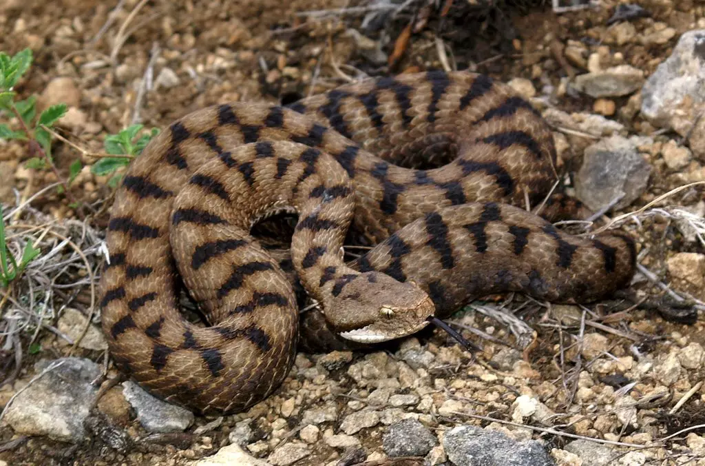 Morso di vipera: l'importanza della conoscenza e la gestione dell'emergenza