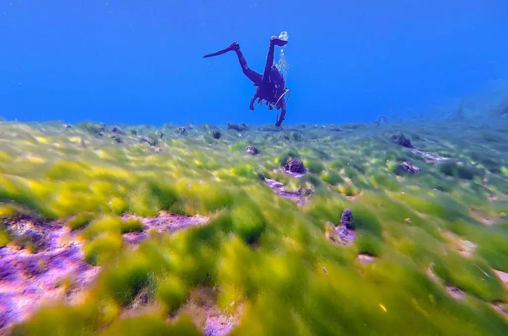 Il Mistero della Ròta: Un'Isola Fluttuante nel Lago di Posta Fibreno