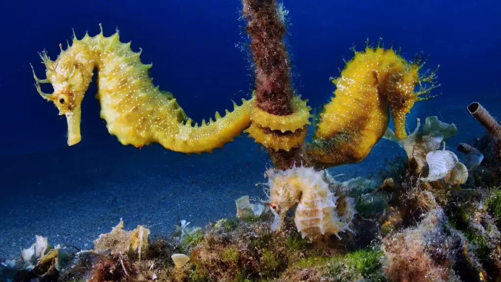 Ricchezza Biodiversa dello Stretto di Messina