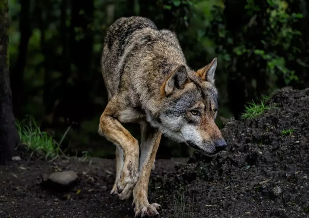 Avvelenamento nel PNALM: l'Associazione "Salviamo l'Orso" Smentisce le False Notizie sull'Indagine e Sottolinea l'Importanza della Responsabilità Informativa