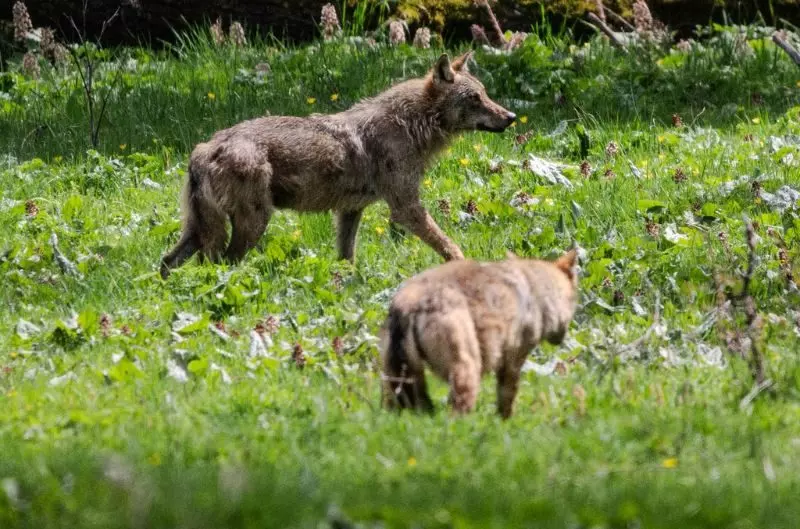 Speranza nel PNALM: Quattro Nuovi Cuccioli di Lupo Appenninico