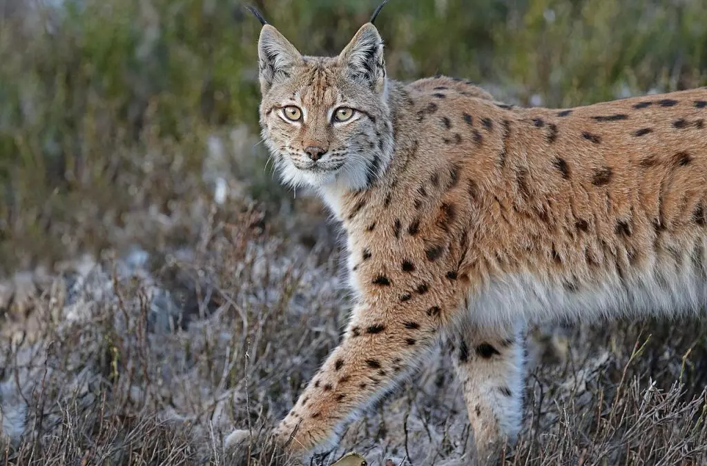 Scontro Fatale per la Lince: Una Vita Preziosa Persa sulle Alpi Italiane