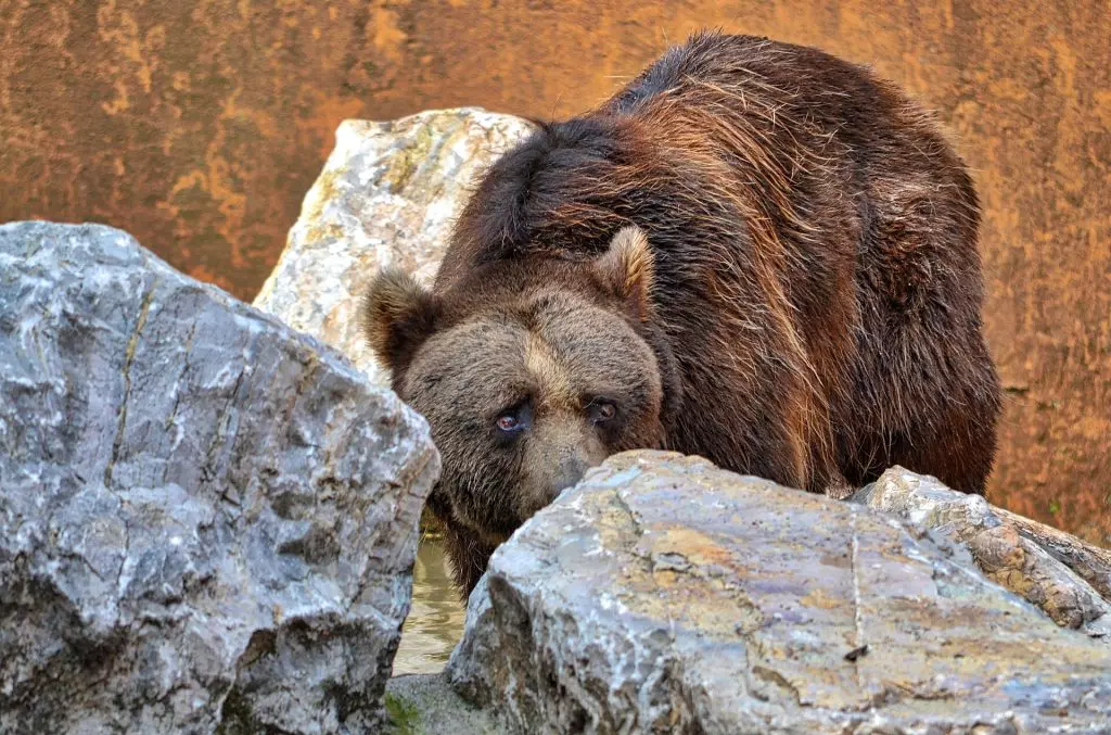 Inseguimento dell'Orso a Oga: Un Campanello d'Allarme sulla Convivenza Uomo-Natura