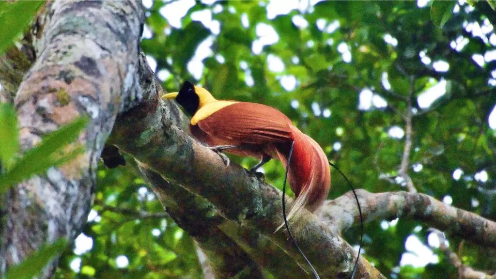 Avventura nel Raja Ampat: Tesori Sottomarini e Volatili Esotici