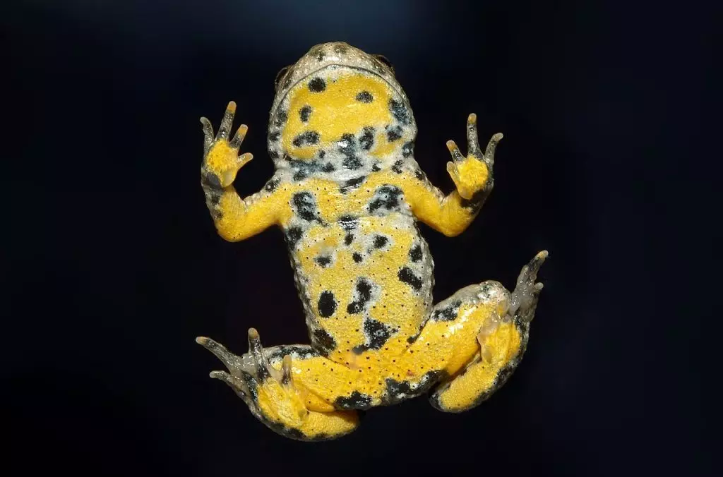 Rinascita dell'Ululone dal Ventre Giallo in Lombardia: Un Progetto di Conservazione di Successo