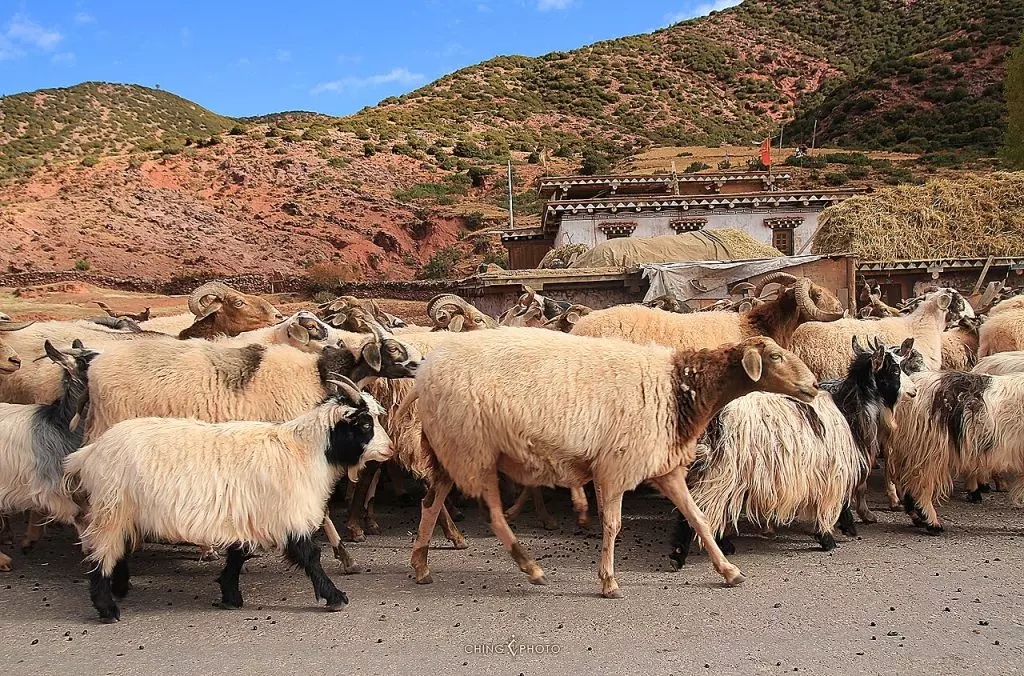 Trasformazione Verde sull'Altopiano Tibetano: L'Innovazione Solare Salva i Pascoli