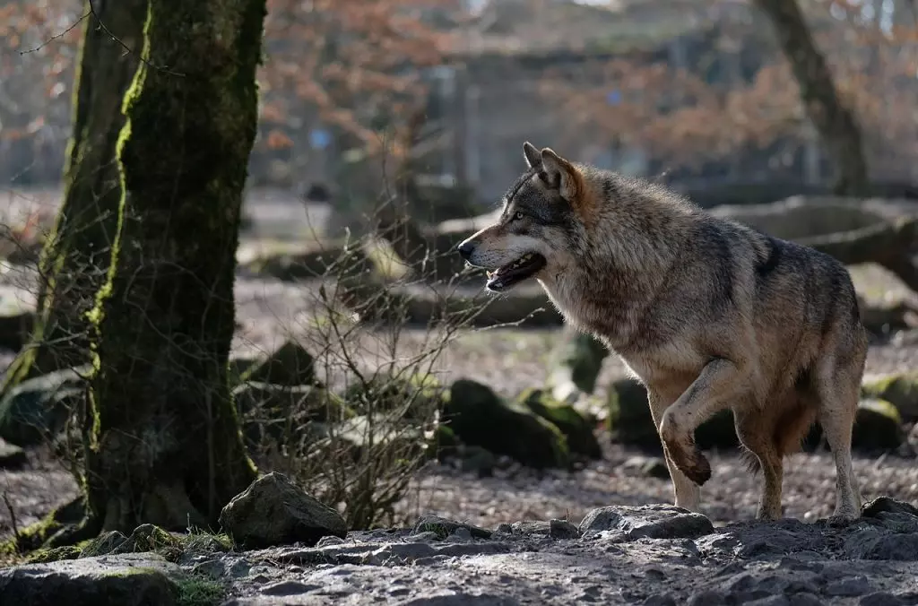 Lupo "Mirco" ucciso in Tirolo: dibattito sulla gestione della fauna selvatica tra Italia e Austria
