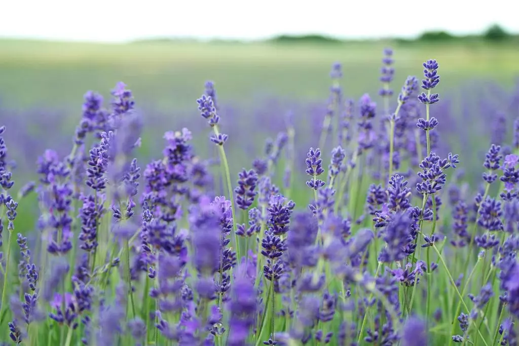 Un Viaggio Aromático: Esplorando i Campi di Lavanda in Fiore in Italia