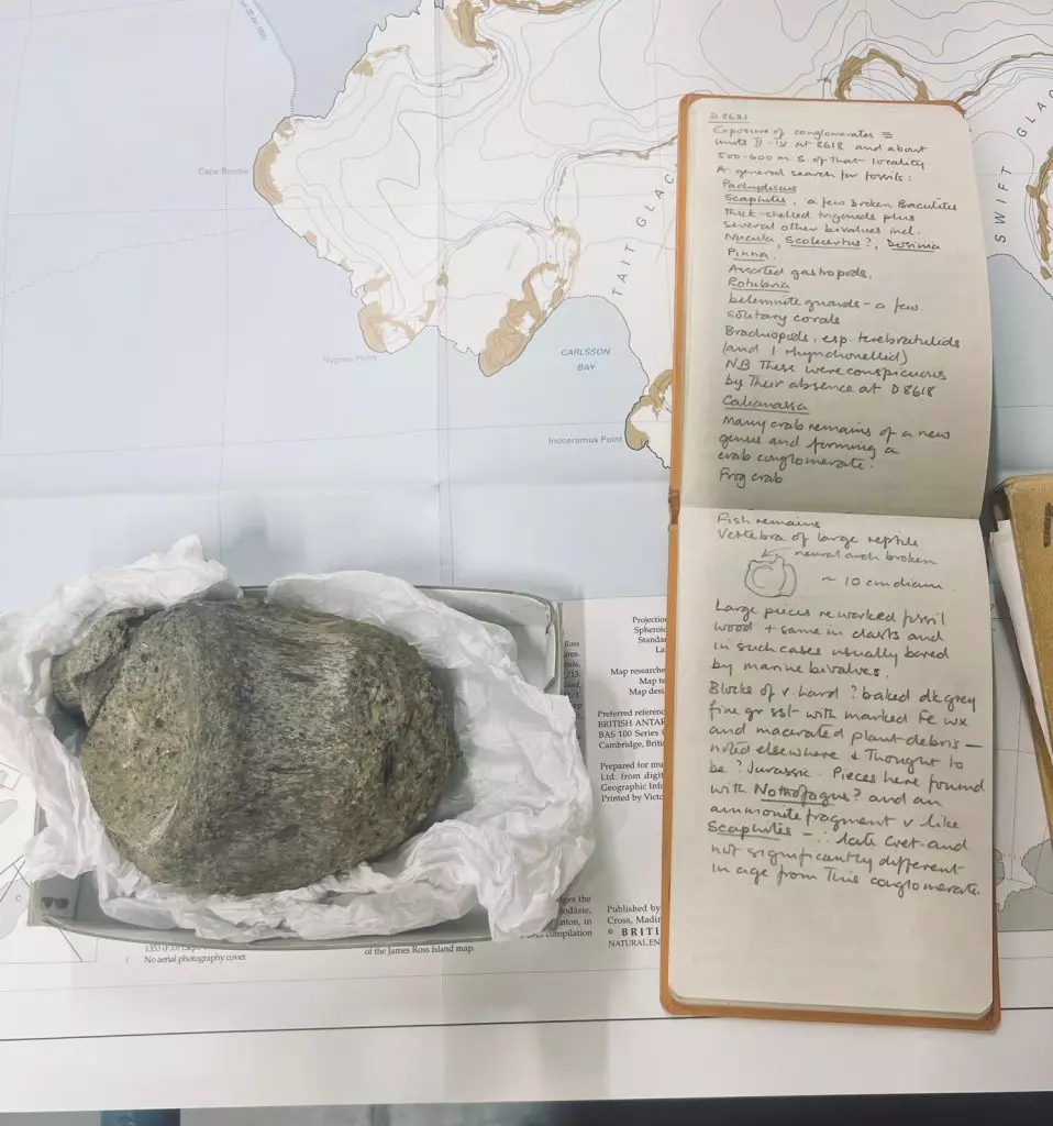 Scoperta Rivoluzionaria: Un Fossile di Dinosauro Antartico Riemerge Dopo Quarant'anni nell'Ombra