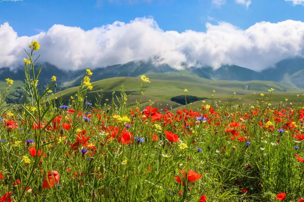 La Fioritura di Castelluccio: Tra Allarme Siccità e Meraviglia della Natura
