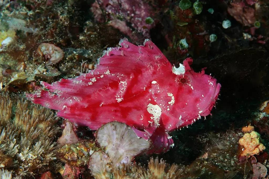 Il Maestro del Camuffamento: Il Pesce Foglia nell'Oceano