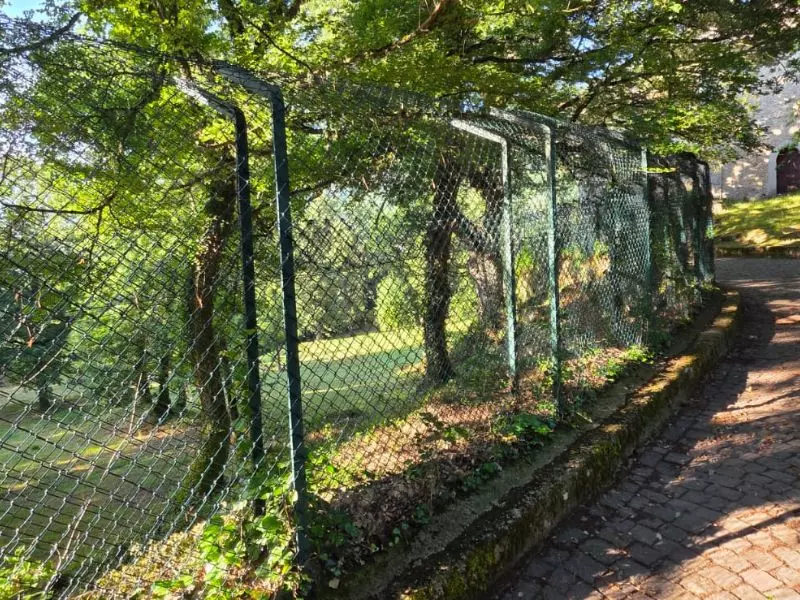 La Scomparsa Drammatica dei Cuccioli di Lupo nell'Area Faunistica di Civitella Alfedena