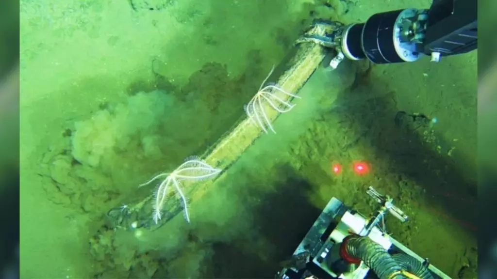 La straordinaria necropoli di balene nella Fossa Diamantina: un archivio evolutivo profondo fino a 5,3 milioni di anni fa