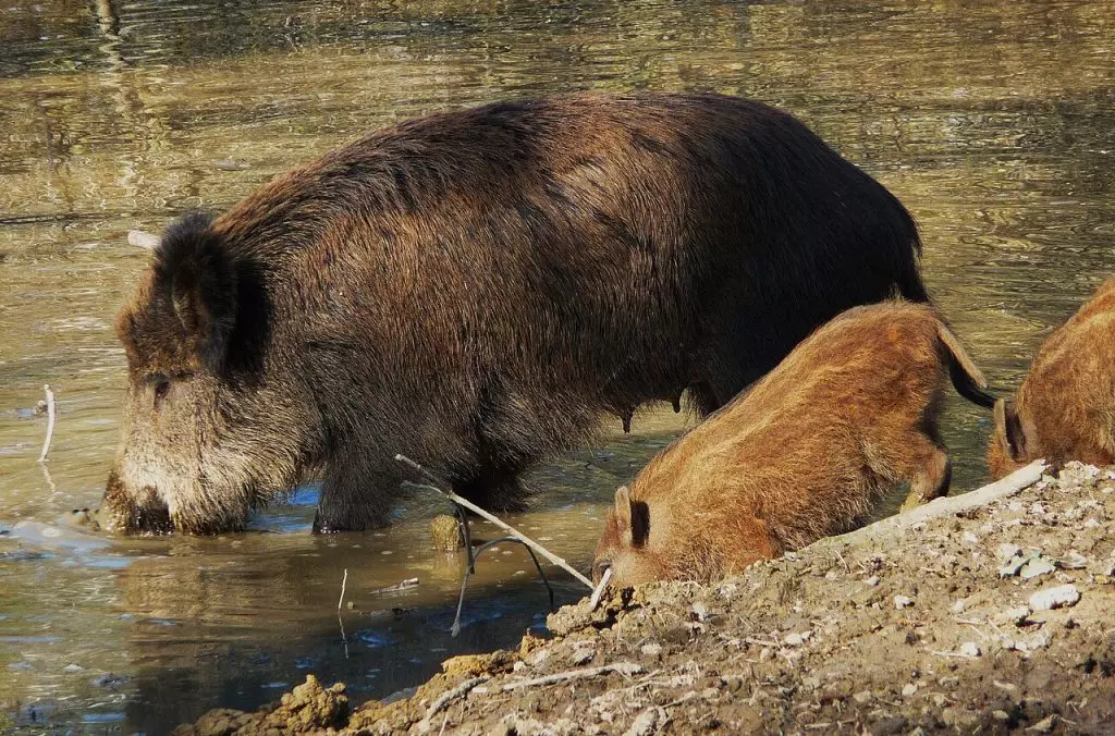 Controversia in Trentino: la caccia al cinghiale con l'arco scatena un acceso dibattito