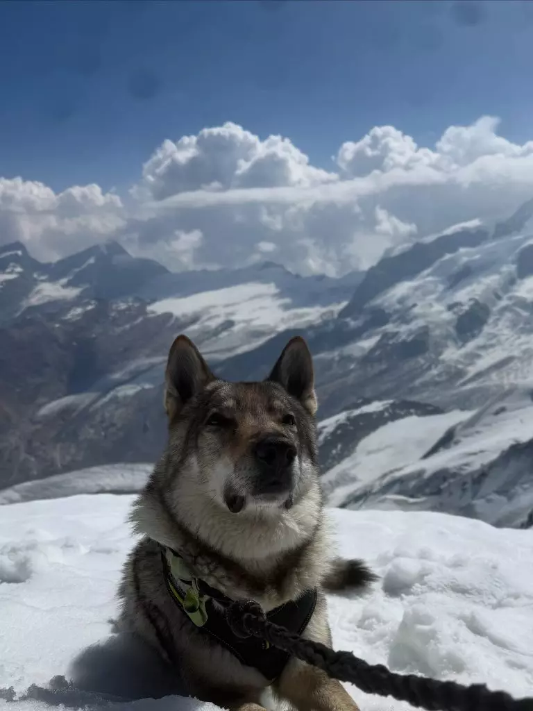 Ventimila metri e sei zampe: L'avventura in montagna di Carlo e Thor