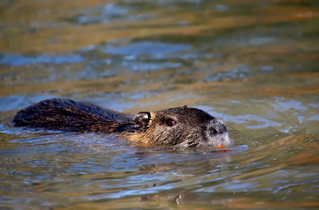 Il Veneto adotta la tecnologia per la gestione delle nutrie