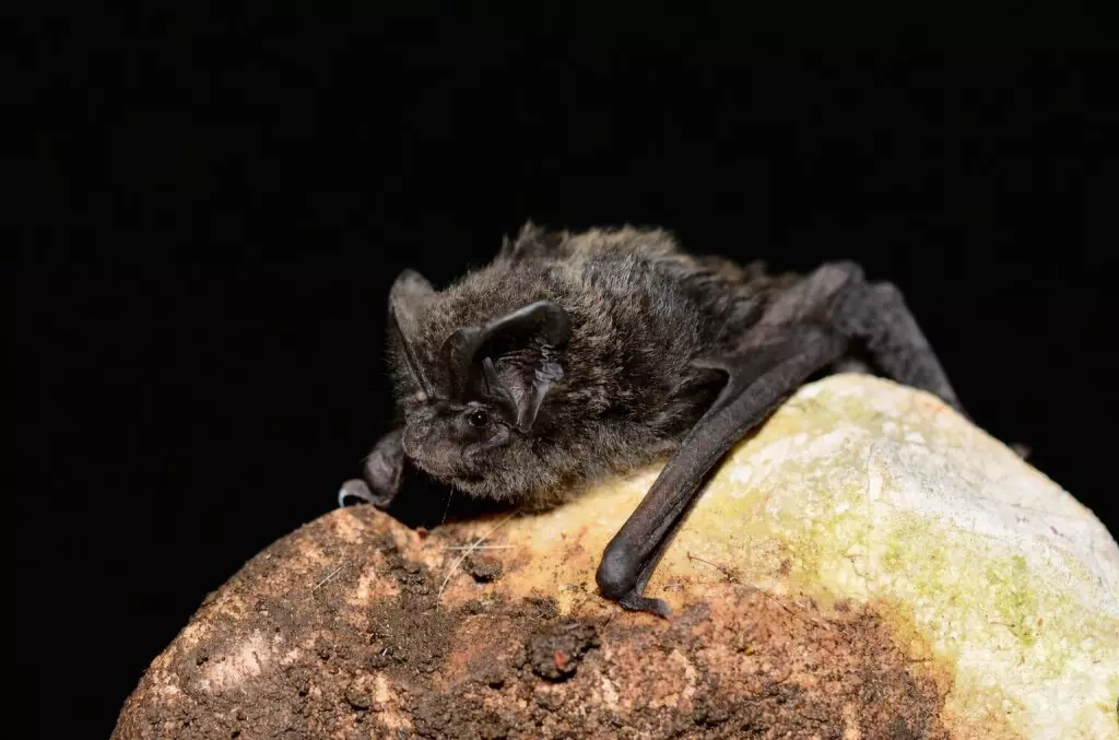 Pipistrelli, Panico e Scienza: L'Appello di Danilo Russo contro la Disinformazione