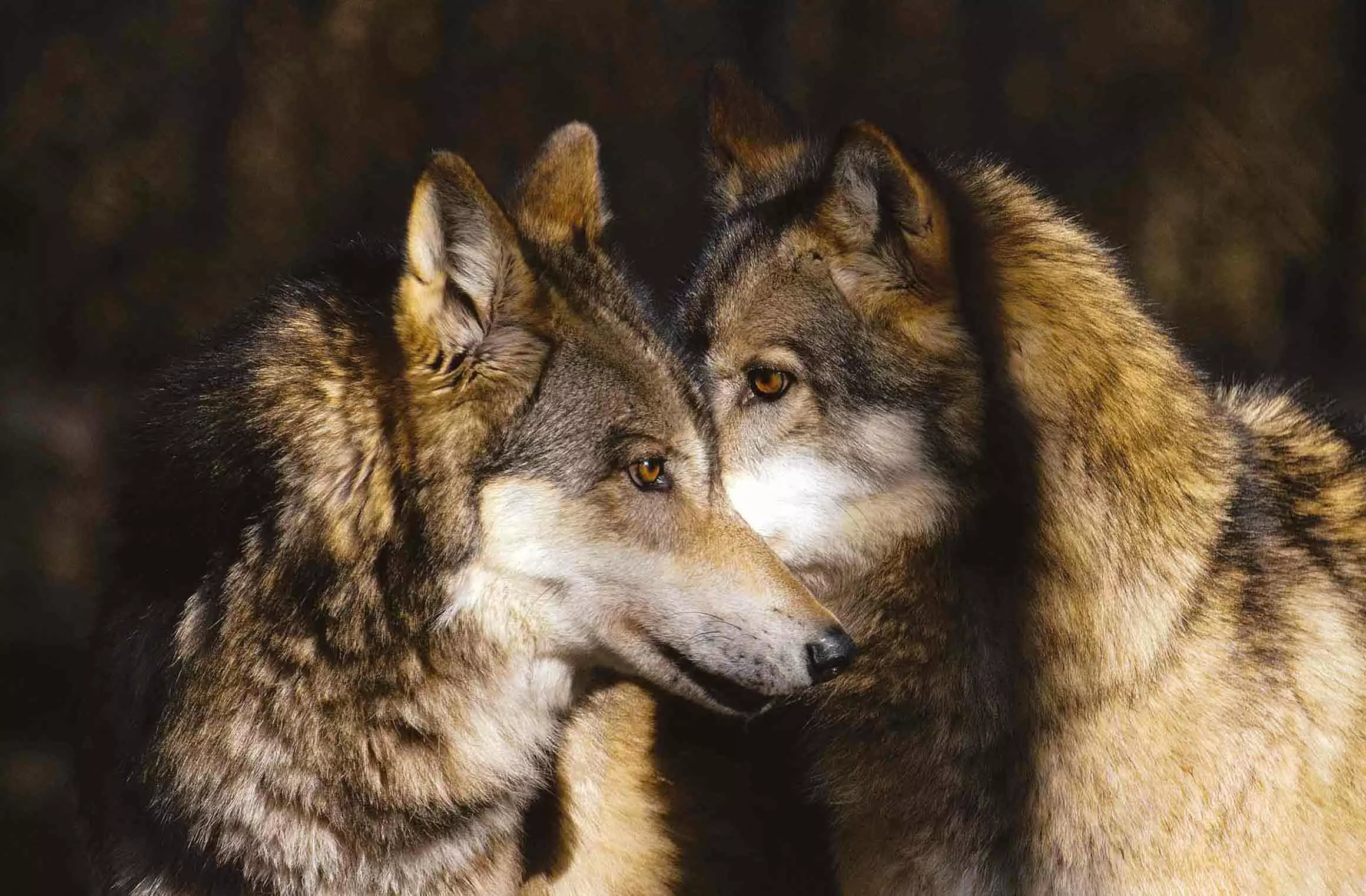 Tecnologia Innovativa Protegge i Pascoli dai Grandi Predatori nelle Alpi