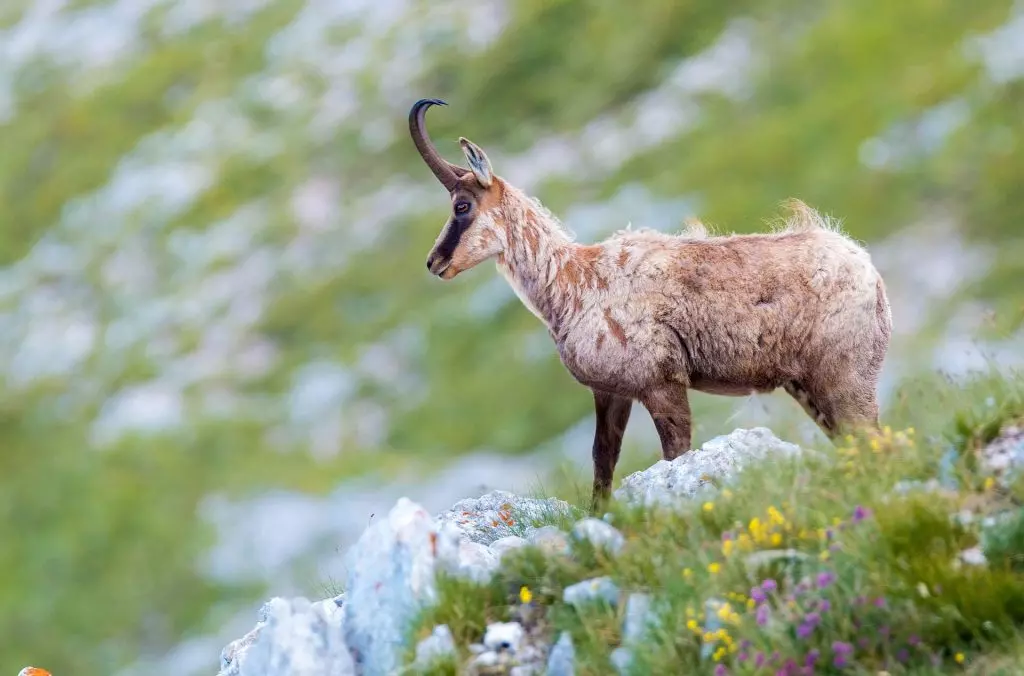 Censimento del Camoscio Appenninico nei Sibillini: Un'Opportunità per la Conservazione