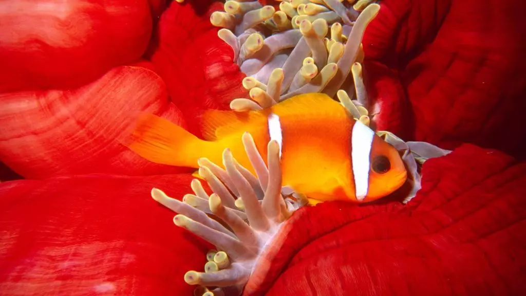 Sinfonie Nascoste: Un'Esplorazione delle Simbiosi Marine nel Mar Rosso