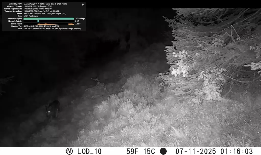 Dissuasori Acustici e Luminosi Allontanano un Lupo nel Trentino