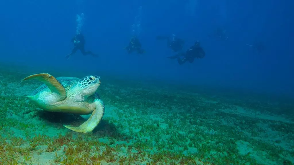 Esplorando le Correnti del Mar Rosso: Un'Avventura Subacquea tra Utopia ed El Quseir