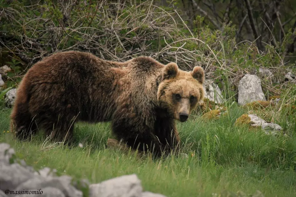 Rapporto Orso 2025: Uno Sguardo al Futuro dell'Orso Marsicano