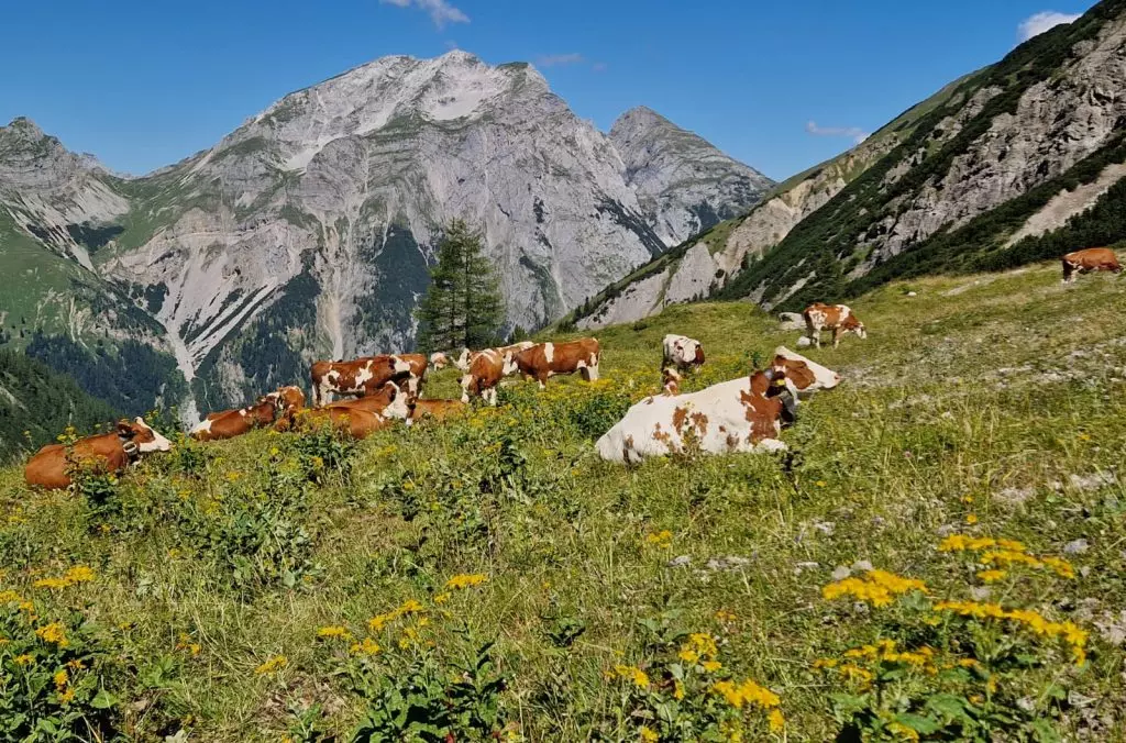 I Campanacci delle Mucche: Un "Disturbo" Montano tra Tradizione e Richieste dei Turisti