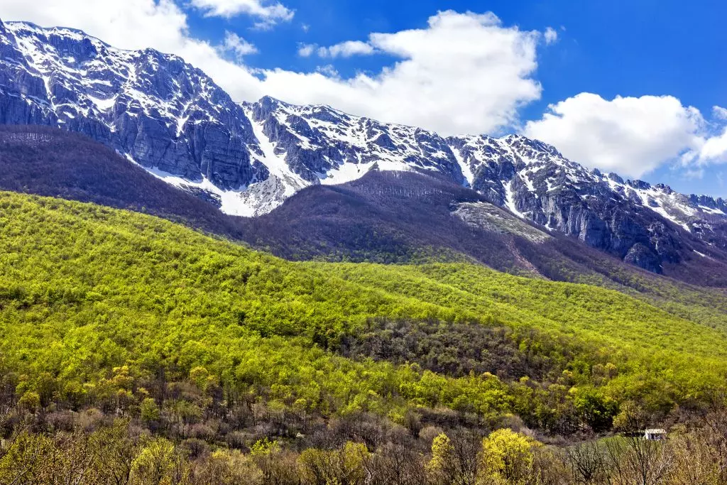 Indagine sulle Operazioni Forestali nel Sirente: Danni all'Orchidea Fantasma e Violazioni Ambientali