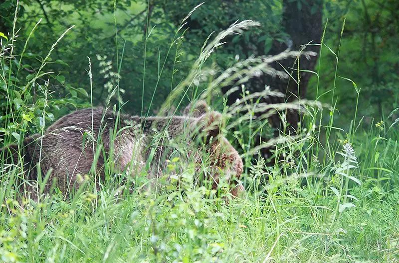 Nascita storica nel Parco Sirente-Velino: Gabbietta, figlia di Amarena, dà alla luce due cuccioli