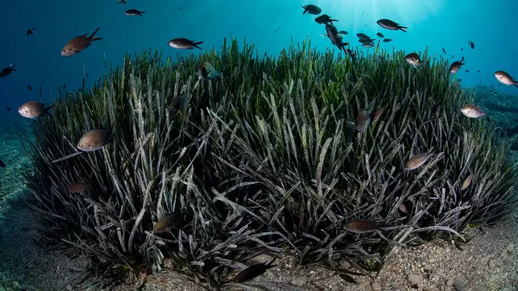 La Posidonia Oceanica: Tesoro Verde Nascosto del Mediterraneo